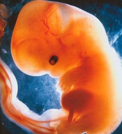胎儿发育过程图_胎儿发育过程