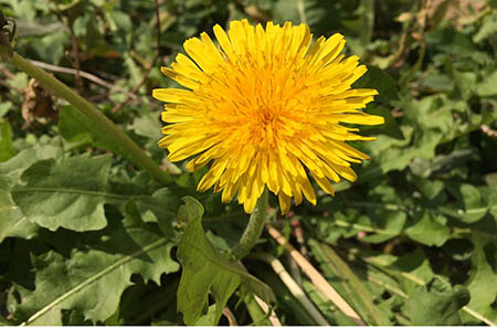 【怎么用餐巾纸折小白花】怎样用卫生纸做白花_卫生纸花的折法图解