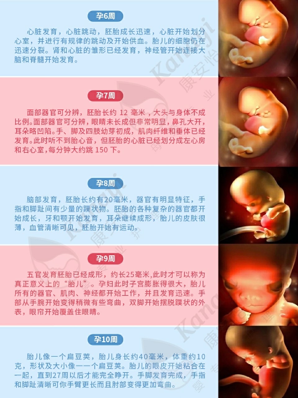 孕1-40周宝宝发育全过程|3d彩超高清版