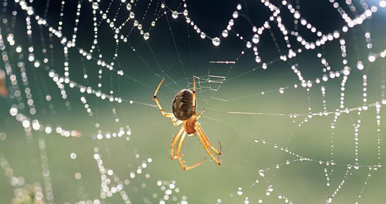 为什么蜈蚣和蜘蛛不是昆虫的科学故事