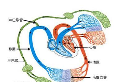 艾滋病窗口期淋巴结肿大持续多久