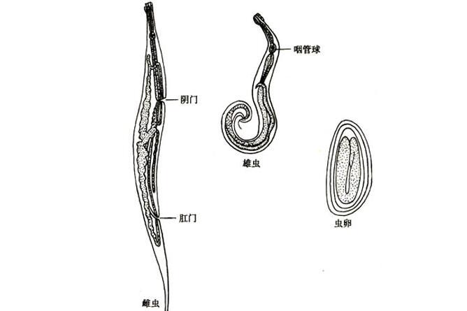 小儿蛲虫病偏方