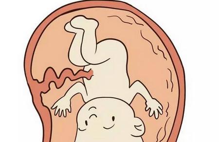 胎儿发育_胎儿_胎儿发育过程图_胎儿发育指标