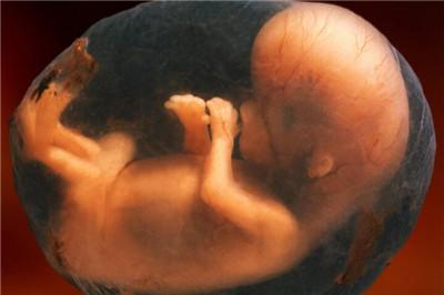 【心跳判断生男生女】胎儿心跳判断男女_胎心