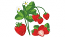 橡皮泥草莓
