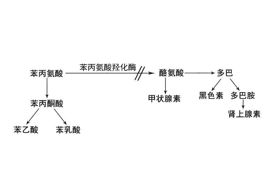 小儿苯丙酮尿症的症状