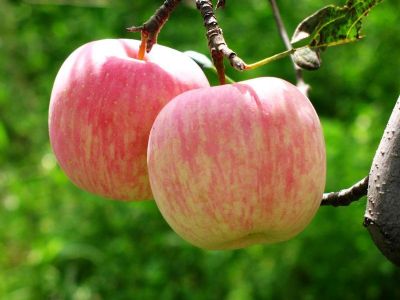 秋天吃啥水果好-苹果