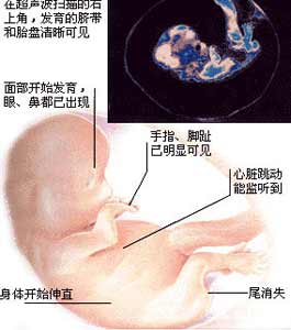 2月胎儿发育