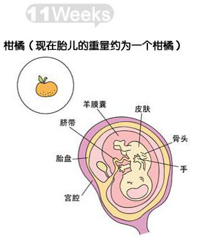 怀孕第11周胎儿图