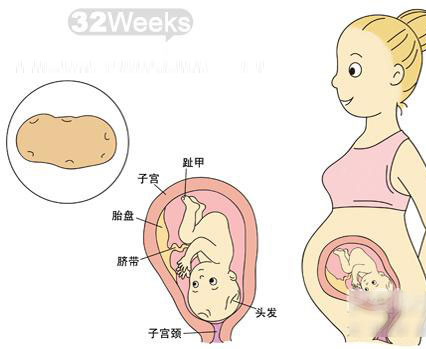 怀孕32周胎儿图