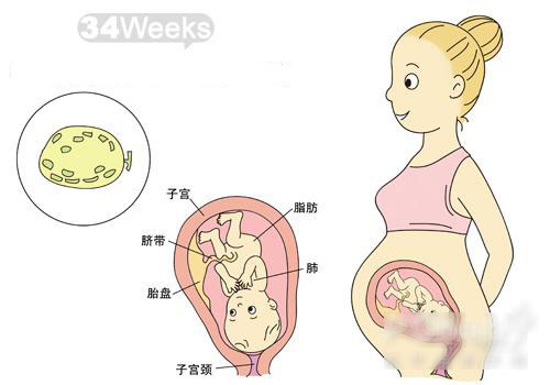 怀孕34周胎儿图
