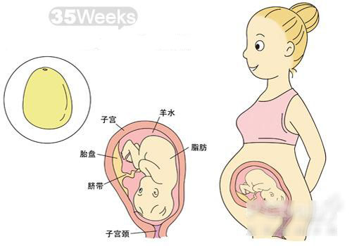 怀孕35周胎儿图
