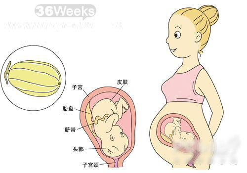 怀孕36周胎儿图