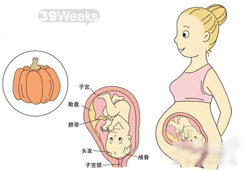 怀孕39周胎儿图