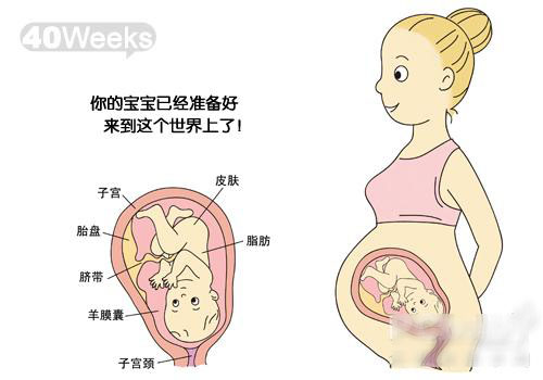 怀孕40周胎儿图