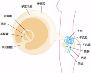 怀孕1月胎儿发育情况