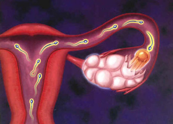 详解卵子的受精过程