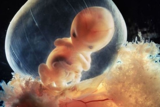 用胎儿发育特点看孕妇营养需求