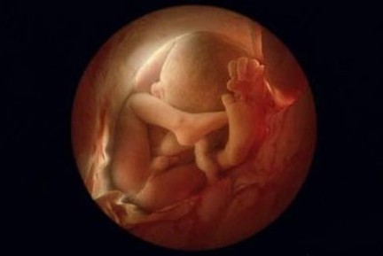 怀孕4个月:胎儿的骨骼开始发育