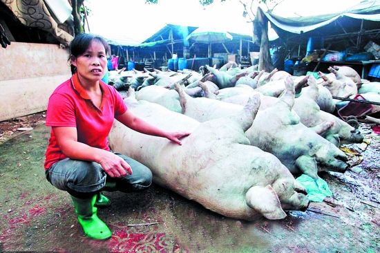 一声炸雷53头猪被雷离奇劈死 四脚朝天死因蹊跷（图）