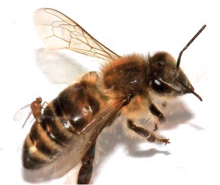美国华盛顿州首次出现“僵尸蜜蜂”