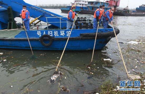 黄浦江死猪原因调查 死猪中携带“猪圆环病毒病”