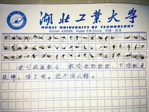 女大学生粘成60只蚊子作文 女汉子其实很温柔!(图)