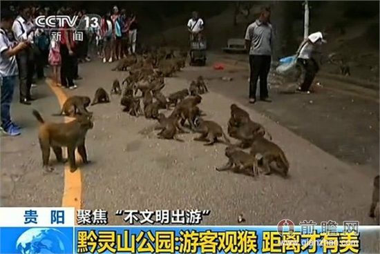 游客喂猴致男婴睾丸被吞食