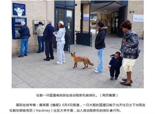 狐狸取款机排队是真的吗?狐狸为什么不怕人?