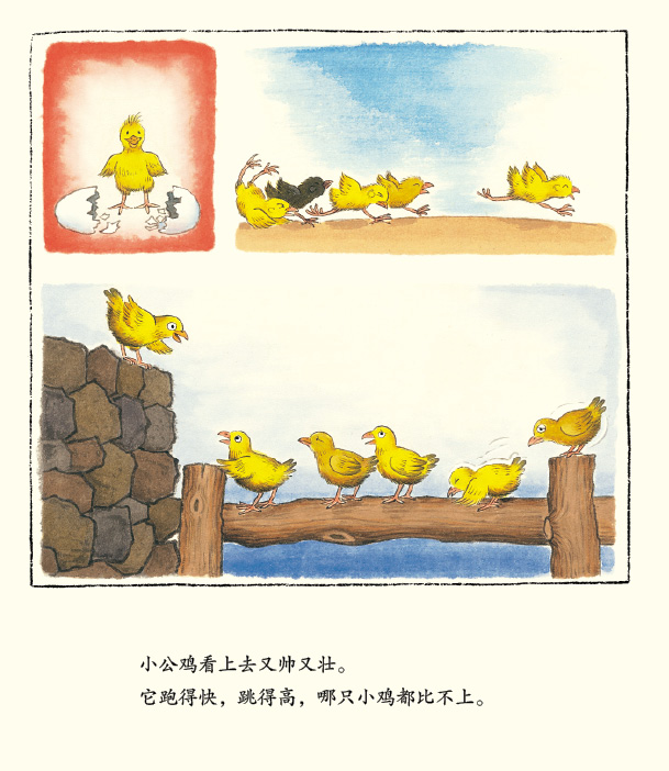 温习童书绘本：《世界上力气最大的公鸡》