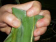 怎么做红豆粽子 红豆粽子的包法