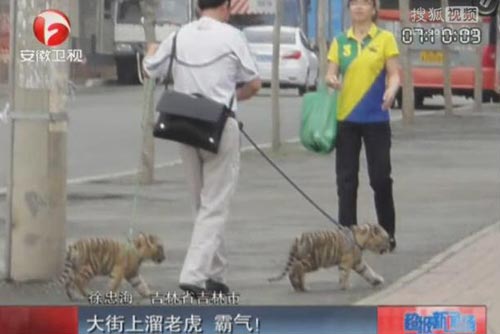 大街上遛老虎 别把市民吓傻了