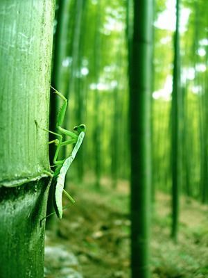 端午节放假去哪玩 端午节旅游景点介绍