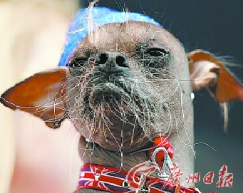 世界上最丑的狗是啥狗?中国冠毛犬小狗玛格丽当选世界最丑狗