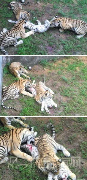 威海动物园老虎相食咬死同类：动物园老虎相残惨状(图)