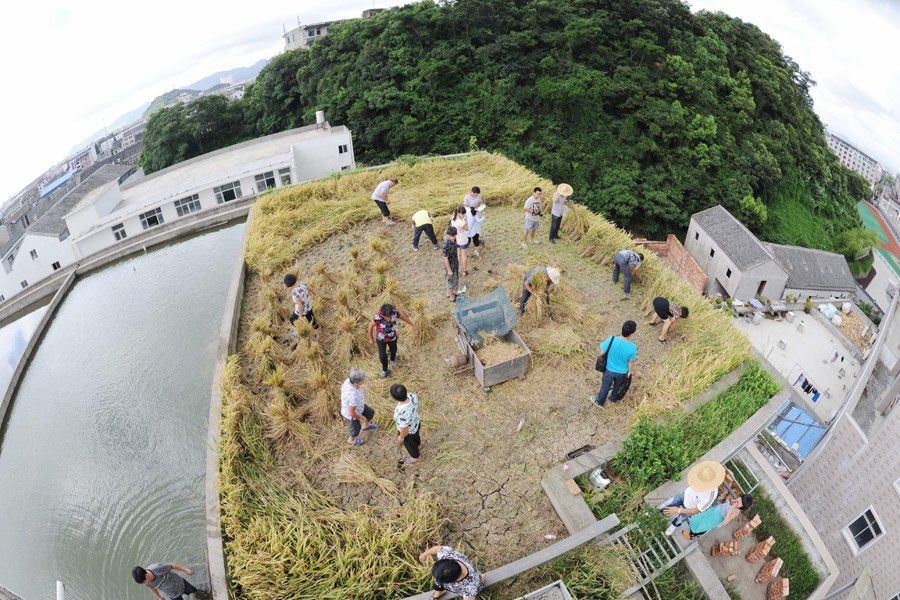 浙江温岭农民房顶种水稻 收成不错不知味道如何