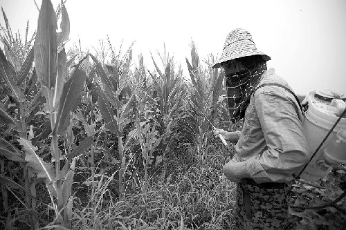 吉林玉米虫灾为什么这么严重 农民束手无策发微博求助