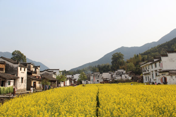 婺源油菜花开了 阳春三月与油菜花约会