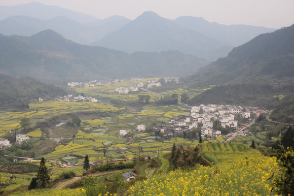 婺源油菜花开了 阳春三月与油菜花约会