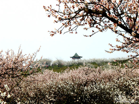 2013南京梅花节 相约南京赏梅花