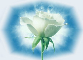 白玫瑰花语 白玫瑰代表什么