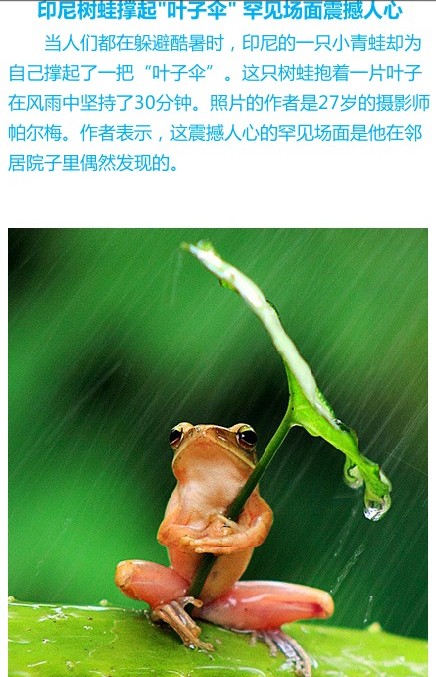 树蛙撑起“叶子伞”遭吐槽 伤不起的印尼摆拍摄影师