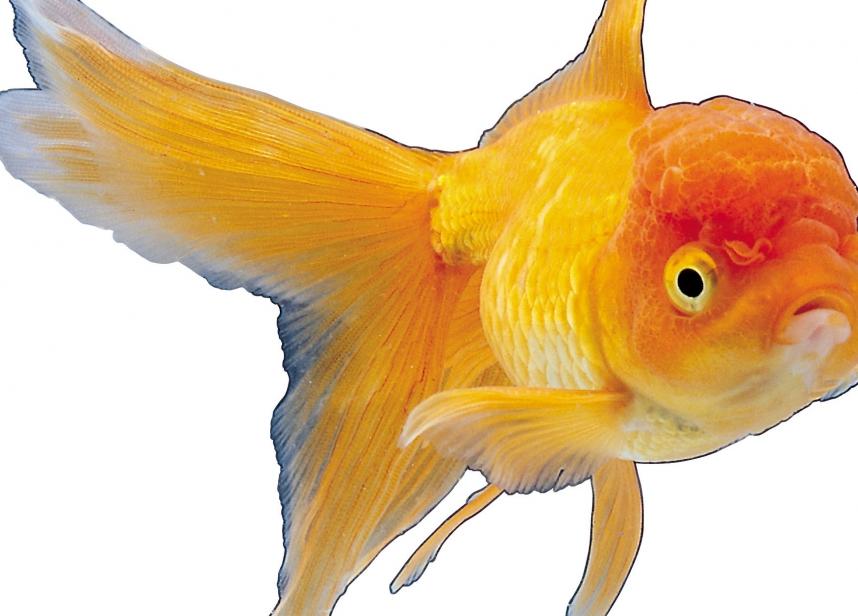 怀孕前3月饮食须清淡