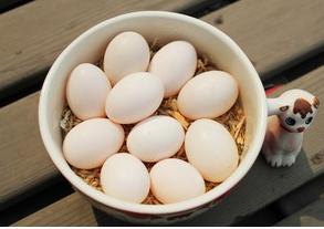 孕妇吃什么鸡蛋最有营养 鸽子蛋比鸡蛋有营养吗