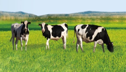新西兰原装卡洛塔妮牛奶粉强势登陆中国