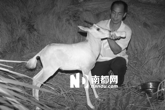 深圳饲养员首次奶粉抚育成功白长角羚