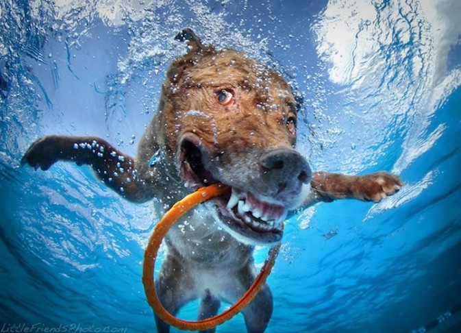 宠物摄影：狗狗潜水扑球的照片