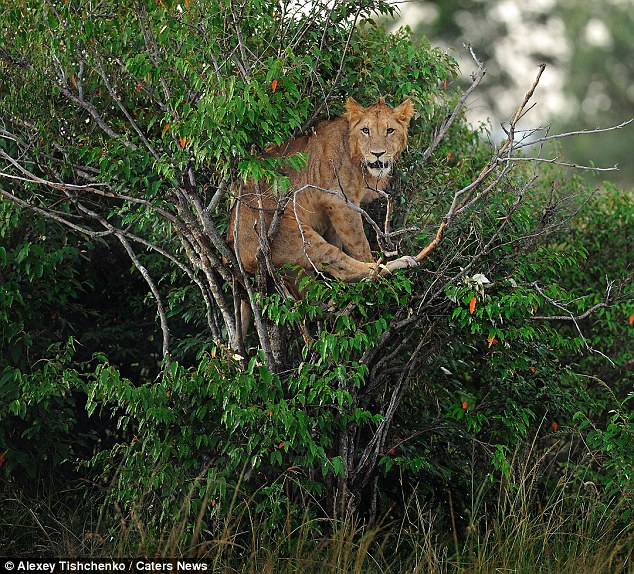 肯尼亚骄傲的幼狮自比“美猴王”上树被困