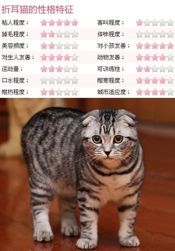 最萌猫猫选购 适合丁克家庭的4类猫咪