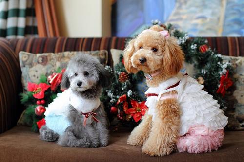 和狗狗相伴过圣诞节